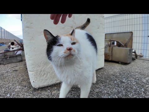 ライバルのチョビ髭ハチワレちゃんが居ない隙きにモフられにきたハートの三毛猫ちゃん、でも髭ちゃんに見つかって逃げる(YouTube)