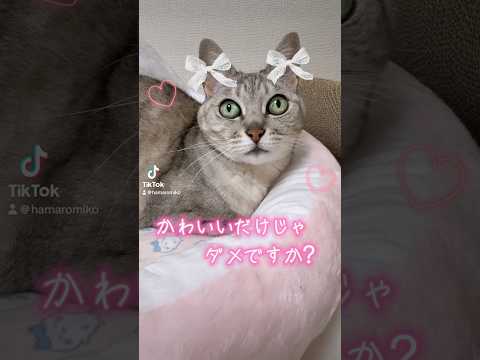 美猫代表マロちゃんを見よっ！ #shorts(YouTube)