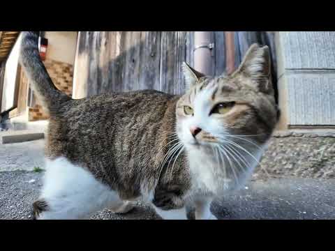【今週のボツ動画】福岡県の猫島・漁港で今週撮った未公開猫動画まとめて公開-unreleased video of this week-2025/3/2w(YouTube)