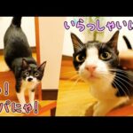 愛猫達と離れて精神崩壊したパパが我慢できず会いに行った結果が予想外過ぎた‥(YouTube)