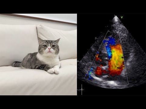 もち様の心臓に肥大型心筋症が見つかりました。(YouTube)