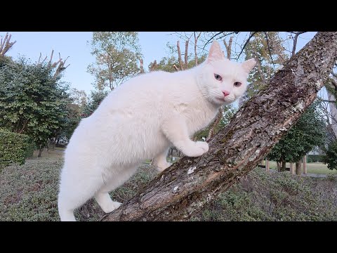 白猫とキジトラ猫が庭園をパトロールしてから植込みの中へ帰る(YouTube)