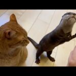 鶏肉にゃむにゃむモードのカワウソと、仲良く一緒に食べる猫 An otter in chicken munching mode and a cat eating together amicably.(YouTube)