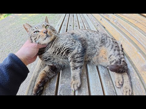 キジトラ猫がベンチで寝転んで気持ち良さそうにマッサージされる(YouTube)