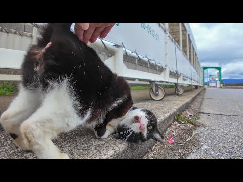 港の桟橋にいたハチワレ猫ちゃん、撫でられて喜ぶ(YouTube)