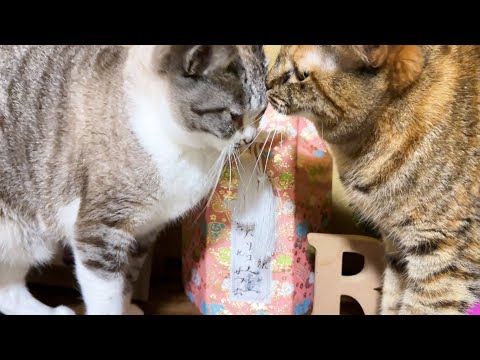 【犬と猫大家族】寒いと動かない猫たちですが毎日必ずしていることがあります。(YouTube)