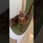 えっほえっほ💛🩷 #shorts(YouTube)