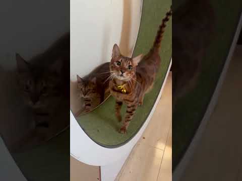 えっほえっほ💛🩷 #shorts(YouTube)