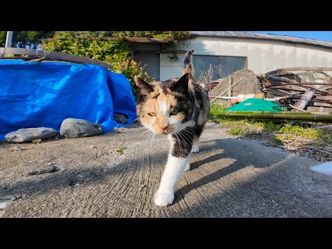 ちゅーるよりナデナデが好きな三毛猫ちゃん(YouTube)