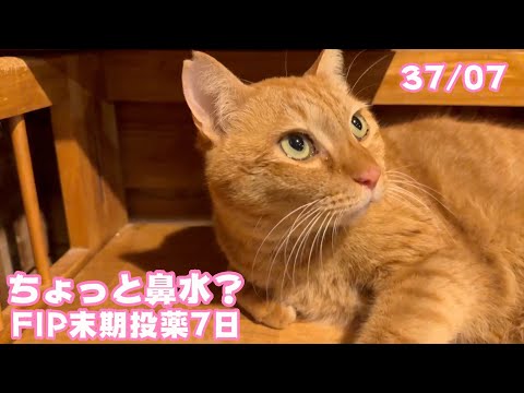 ちょっと鼻水？涙目？  FIP末期投薬7日目  コジロー   2025 03 04 1(YouTube)