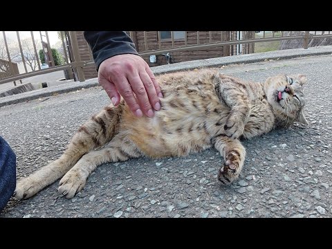 ベロを出した猫が後輩猫を威嚇したのでお腹をモフって落ち着かせる(YouTube)