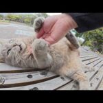 トトロ猫のお腹を触ると暴れ出したので、ひざにのせて落ち着かせた(YouTube)