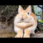 美味しいエサを食べ終わった後のうさぎのムチムチ感が最高でした【かぼちゃ】(YouTube)