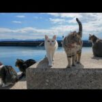 猫島で防波堤に座ると猫が集まってきて取り囲まれる(YouTube)