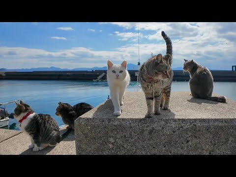 猫島で防波堤に座ると猫が集まってきて取り囲まれる(YouTube)