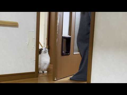 何回、息子に騙されても諦めずにお願いし続ける猫(YouTube)