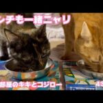 ランチも一緒ニャン  隔離部屋のキキ＆コジロー    2025 03 10 2(YouTube)