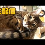 【生配信4/27】GWは猫でも見てほっのりしませんか？生配信(YouTube)