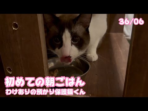 初めての朝ご飯ニャリ  わけありな預かり保護猫くん  テツ  2025 03 03 1(YouTube)