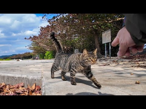 海辺に座っていたら猫が寄ってきた(YouTube)