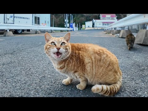 漁港の猫ちゃん、撫でられてゴロンと寝転がってカワイイ(YouTube)