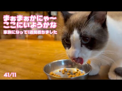 まぁまぁかニャ～  ここに居てあげよっかな～  家族になって1週間経過しました テツ   2025 03 08 2(YouTube)