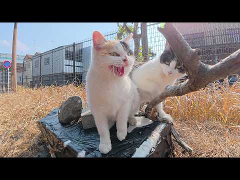 三毛猫ママがくつろぎタイムを邪魔されて、息子猫にキレる(YouTube)