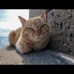 猫島の猫ちゃんたち昼間は海辺の階段で寝ています(YouTube)