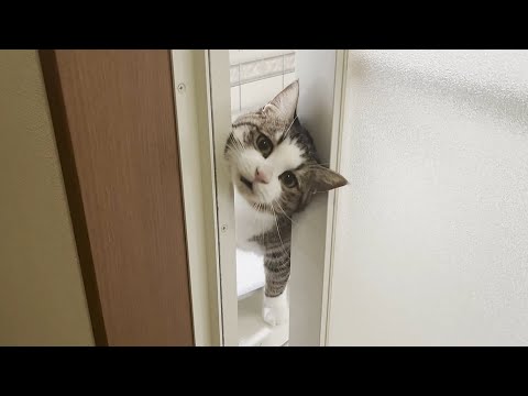 ずっとニャーニャーとお父さんに話しかける猫(YouTube)
