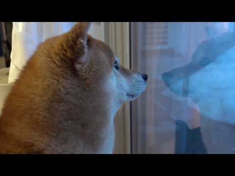 猫を見に行くパパに柴犬が犬語で大クレーム！直後可愛い現象に。。(YouTube)
