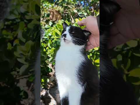 海辺の猫ちゃん達、石段の上に集まってきた(YouTube)