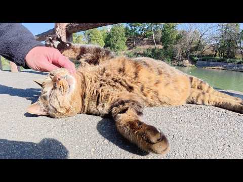 丸顔のキジトラ猫が池のほとりでお腹を丸出しにして寝てしまった(YouTube)