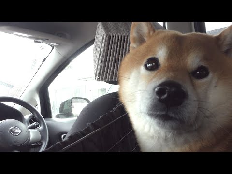 怖くないよ！大の苦手な病院‥パパから離れなくなる柴犬の姿に癒される。(YouTube)