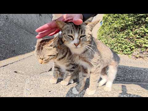 島の高台へ行くと、人懐っこい猫達がナデナデを要求してきた(YouTube)