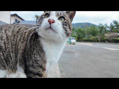 猫島の漁港近くの石のベンチに行くと猫がやってきた(YouTube)