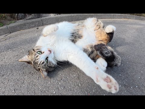 キジシロ猫をモフったら体をビヨーンと伸ばしてリラックスしてくれた(YouTube)