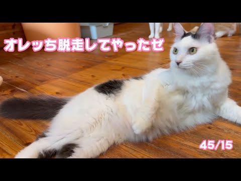 オレッち久々大満足だせぃ  セナ   2025 03 12 2(YouTube)