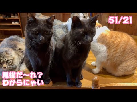 黒猫だれなん？なんだかわからないにゃ   51 21  2025 03 18 1(YouTube)