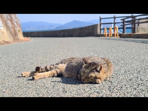 感動猫動画 のライブ配信(YouTube)