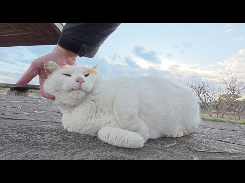 池のほとりまで茶シロ猫を迎いに行って、一緒にベンチで休憩する(YouTube)