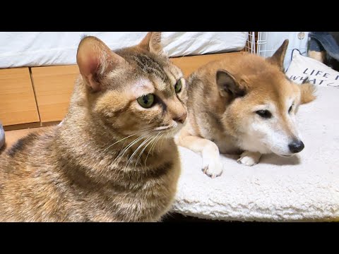 飼い主の帰りを今か今かと待ち続ける麦わら猫(YouTube)