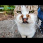 駐車場にいた猫を撫でると小さく返事をしてカワイイ(YouTube)