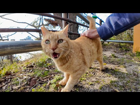 公園のちょいビビりの茶トラ猫ちゃん、恐る恐る寄ってきた(YouTube)