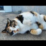 漁港の三毛猫ちゃん、背中を撫でられるとゴロンと寝転んでカワイイ(YouTube)