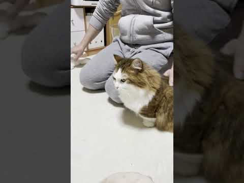 両手に短足(YouTube)