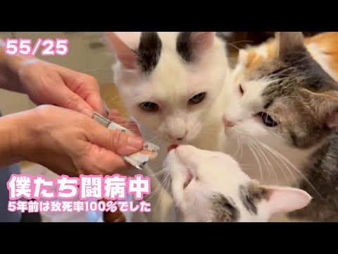僕たち闘病中ニャン 5年前は致死率ほぼ100％でした  セナ＆ネオ   2025 03 22 1(YouTube)