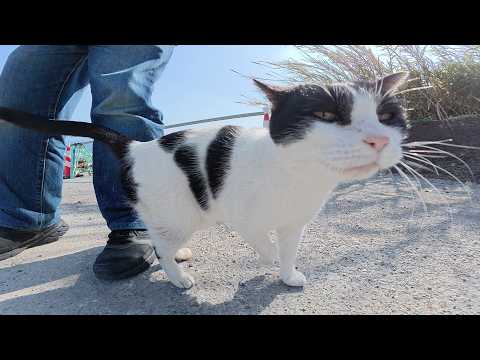 新しく開通した道でテントウ虫みたいな猫がお出迎えしてくれた(YouTube)