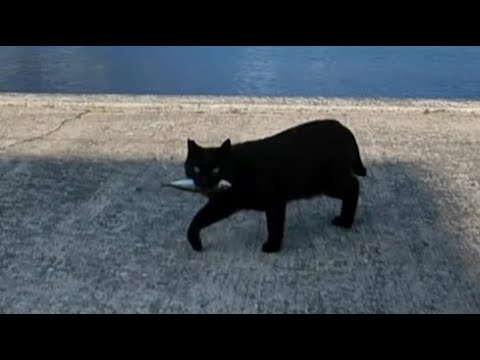 釣り人にお魚を貰う黒猫ちゃん(YouTube)