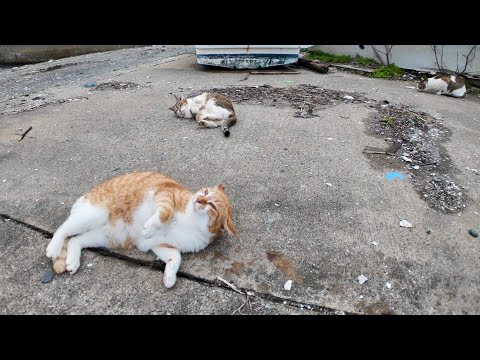 ゴロンゴロン寝転がる漁港の猫たち(YouTube)