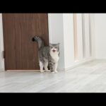 治療のために何度も病院に連れて行かれて人間不信になった猫が家出しようとしてました…(YouTube)